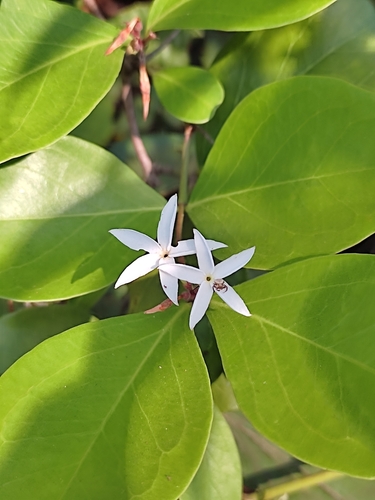 Image of Carissa carandas by (c) Meehir Pawar, some rights reserved (CC BY-SA)