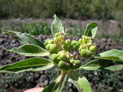 Euphorbia davidii