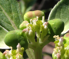 Euphorbia davidii