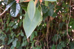Miconia xalapensis