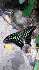 Graphium agamemnon