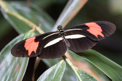 Heliconius erato phyllis