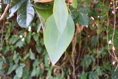 Miconia xalapensis