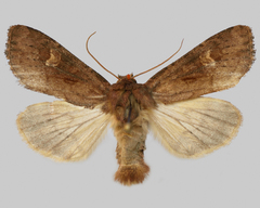 Resapamea hedeni
