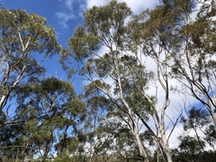 Eucalyptus pulchella