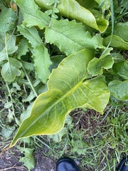 Zantedeschia