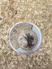 Metopograpsus