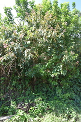 Miconia xalapensis