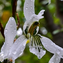Chloraea longipetala
