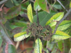 Photinia × fraseri