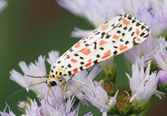 Utetheisa pulchella