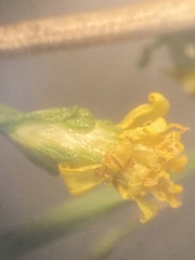 Gutierrezia californica