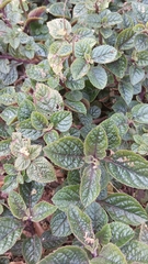 Plectranthus ciliatus