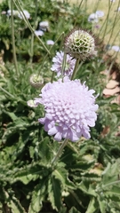 Scabiosa