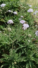 Scabiosa
