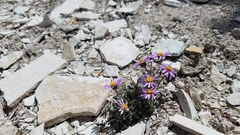 Erigeron untermannii