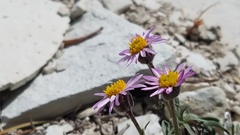 Erigeron untermannii