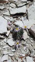 Erigeron untermannii