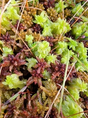 Sphagnum medium