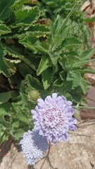 Scabiosa