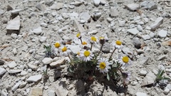 Erigeron untermannii