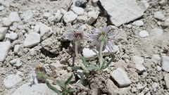 Erigeron untermannii