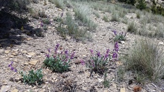 Penstemon pachyphyllus