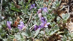 Penstemon caespitosus