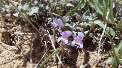 Penstemon caespitosus
