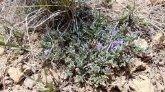 Penstemon caespitosus