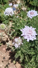 Scabiosa