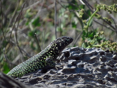 Liolaemus zapallarensis