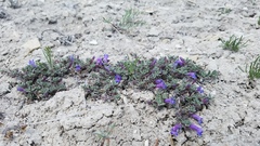 Penstemon caespitosus