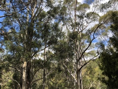 Eucalyptus pulchella