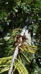 Arceuthobium cyanocarpum