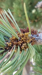 Arceuthobium cyanocarpum