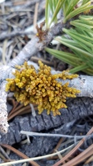 Arceuthobium cyanocarpum