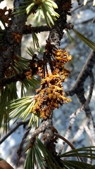 Arceuthobium cyanocarpum