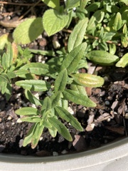 Asclepias tuberosa