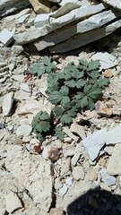 Cymopterus rosei