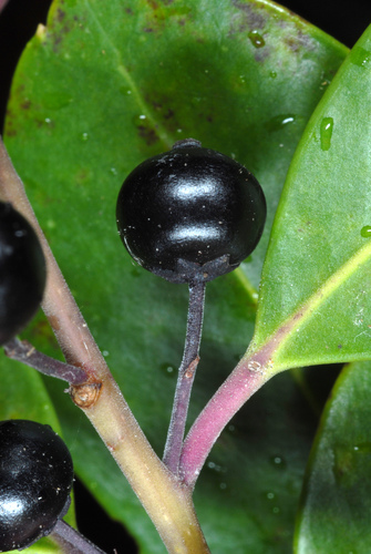 Ilex glabra