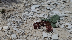 Cymopterus rosei