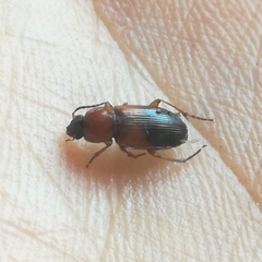 Stenolophus teutonus