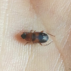 Stenolophus teutonus