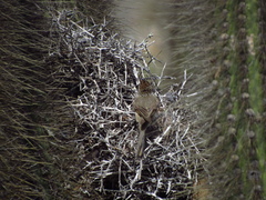 Leptasthenura aegithaloides