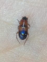 Stenolophus teutonus