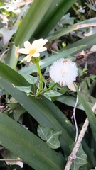 Senecio macroglossus