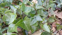 Senecio macroglossus