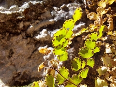 Adiantum poiretii