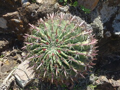 Ferocactus recurvus recurvus